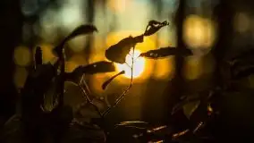 Kolejny raz magia zachodu słońca, okolice jez. Jagodne - zdjęcie 2