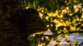 Wieczór nad Niegocinem i Grajewkiem - zdjęcie 38