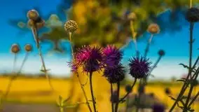 Zachody słońca na Mazurach, lipiec 2020 - zdjęcie 3