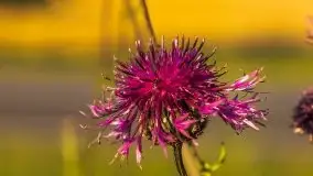 Zachody słońca na Mazurach, lipiec 2020 - zdjęcie 23