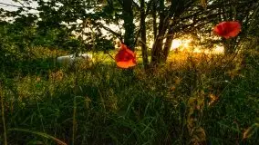 Lipcowe Mazury według Staszka Sielewicza - zdjęcie 17