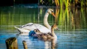 Lipcowe Mazury według Staszka Sielewicza - zdjęcie 29