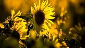 Mazurskie słońce i... słoneczniki, sierpień 2020 r. - zdjęcie 4