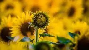 Mazurskie słońce i... słoneczniki, sierpień 2020 r. - zdjęcie 6