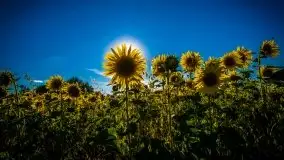 Mazurskie słońce i... słoneczniki, sierpień 2020 r. - zdjęcie 7