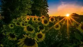 Mazurskie słońce i... słoneczniki, sierpień 2020 r. - zdjęcie 10