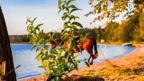 Zachód słońca nad jeziorem Dargin - zdjęcie 66