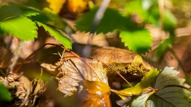 Mazurski las... i grzyby, początek września 2020 r. - zdjęcie 6