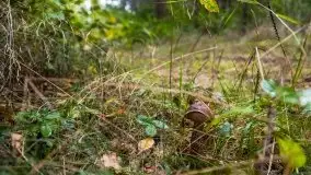 Mazurski las... i grzyby, początek września 2020 r. - zdjęcie 9