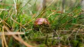 Mazurski las... i grzyby, początek września 2020 r. - zdjęcie 13