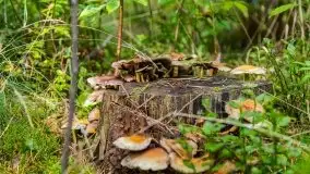 Mazurski las... i grzyby, początek września 2020 r. - zdjęcie 5