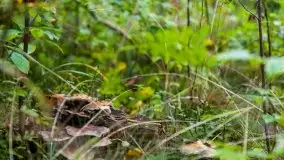 Mazurski las... i grzyby, początek września 2020 r. - zdjęcie 15