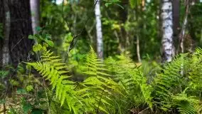 Mazurski las... i grzyby, początek września 2020 r. - zdjęcie 17