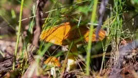 Mazurski las... i grzyby, początek września 2020 r. - zdjęcie 10