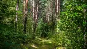 Mazurski las... i grzyby, początek września 2020 r. - zdjęcie 23