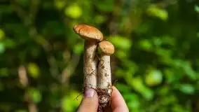 Mazurski las... i grzyby, początek września 2020 r. - zdjęcie 25