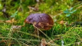 Mazurski las... i grzyby, początek września 2020 r. - zdjęcie 26