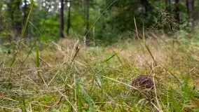 Mazurski las... i grzyby, początek września 2020 r. - zdjęcie 43