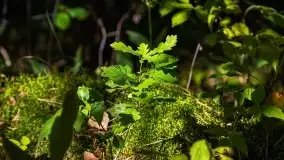 Mazurski las... i grzyby, początek września 2020 r. - zdjęcie 32