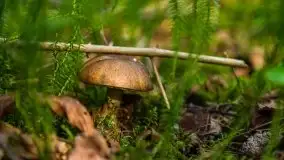 Mazurski las... i grzyby, początek września 2020 r. - zdjęcie 37