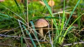 Mazurski las... i grzyby, początek września 2020 r. - zdjęcie 60