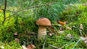 Mazurski las... i grzyby, początek września 2020 r. - zdjęcie 16