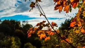 Zachód słońca widziany w zaroślach nad Niegocinem - zdjęcie 14