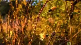 Zachód słońca widziany w zaroślach nad Niegocinem - zdjęcie 21