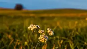 Zachód słońca nad mazurskimi polami, okolice wsi Sulimy - zdjęcie 2