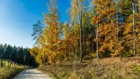 Jesienny, Mazurski las w okolicach Pieczarek - zdjęcie 12