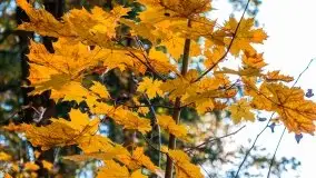 Jesienny, Mazurski las w okolicach Pieczarek - zdjęcie 19