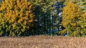 Jesienny, Mazurski las w okolicach Pieczarek - zdjęcie 33