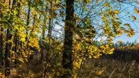 Jesienny, Mazurski las w okolicach Pieczarek - zdjęcie 37