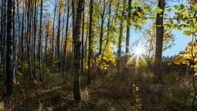 Jesienny, Mazurski las w okolicach Pieczarek - zdjęcie 16