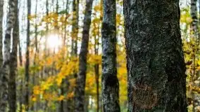 Jesienny, Mazurski las w okolicach Pieczarek - zdjęcie 7