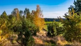 Jesienny, Mazurski las w okolicach Pieczarek - zdjęcie 15