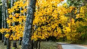 Jesienny, Mazurski las w okolicach Pieczarek - zdjęcie 27