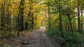 Jesienny, Mazurski las w okolicach Pieczarek - zdjęcie 44