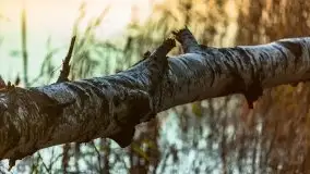 Zachód Słońca nad jeziorem Dobskim, listopad 2020 - zdjęcie 37