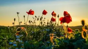 Zachód słońca niedaleko Lipowego Dworu - zdjęcie 19