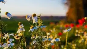 Zachód słońca niedaleko Lipowego Dworu - zdjęcie 13