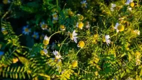 Zachód słońca niedaleko Lipowego Dworu - zdjęcie 4