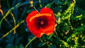 Zachód słońca niedaleko Lipowego Dworu - zdjęcie 24