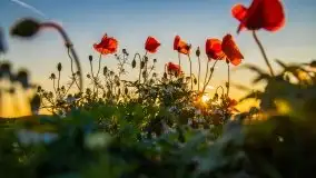 Zachód słońca niedaleko Lipowego Dworu - zdjęcie 26