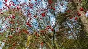 Późno jesienne klimaty gdy wieje i chłód doskwiera przy jeziorze Dargin - zdjęcie 11