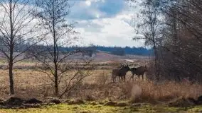 Zwierzęta złapane na Mazurach na początku 2020 roku - zdjęcie 1