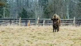 Zwierzęta złapane na Mazurach na początku 2020 roku - zdjęcie 10