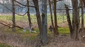 Zwierzęta złapane na Mazurach na początku 2020 roku - zdjęcie 19