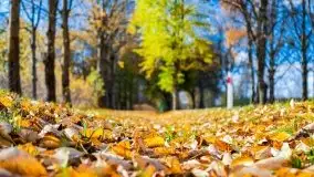 Piękna mazurska złota jesień, listopad 2019 - zdjęcie 18