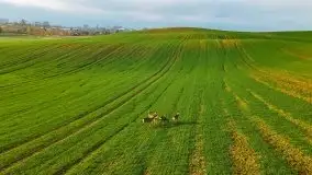 Mazurskie sarny złapane z lotu ptaka, listopad 2020 r. - zdjęcie 11